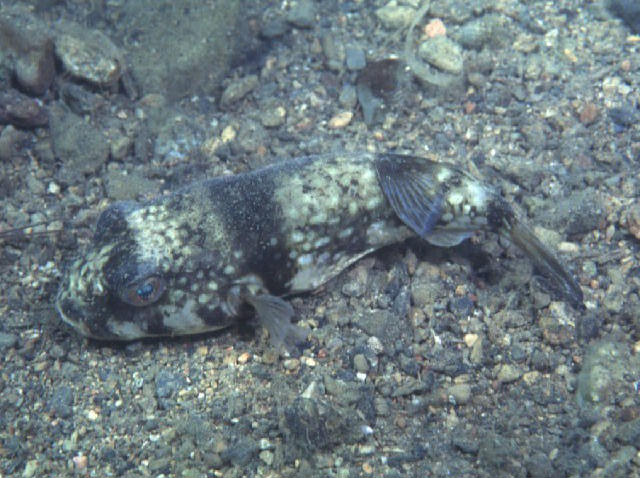 Chelonodon patoca